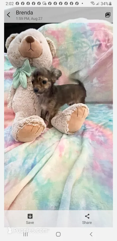Sir Lancelot – Chihuahua puppy for sale in Spartanburg, SC