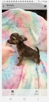 Little Aladdin, a male Chihuahua for sale in Spartanburg, SC – 6 of 6