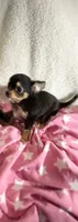 Tiny Trixie, a female Chihuahua for sale in Spartanburg, SC – 4 of 6