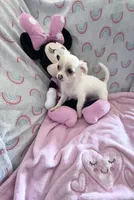 Little Phoebe, a female Chihuahua for sale in Spartanburg, SC – 4 of 4