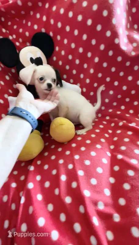 Little Prince – Chihuahua puppy for sale in Spartanburg, SC