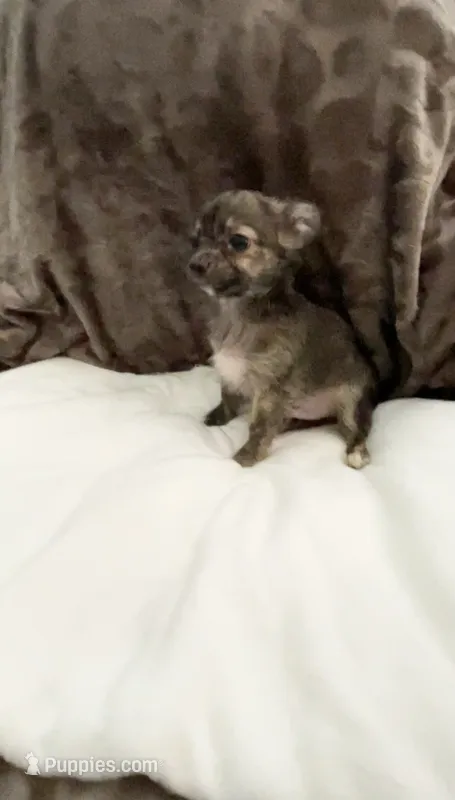 Little Teddy – Chihuahua puppy for sale in Spartanburg, SC