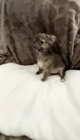 Little Teddy, a male Chihuahua for sale in Spartanburg, SC – 2 of 4