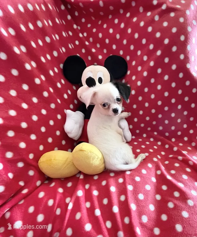 Little Prince – Chihuahua puppy for sale in Spartanburg, SC