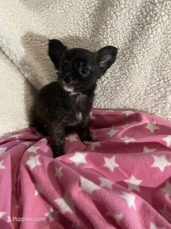Little Tasha – Chihuahua puppy for sale in Spartanburg, SC