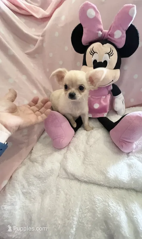 Tiny Princess Pixie – Chihuahua puppy for sale in Spartanburg, SC
