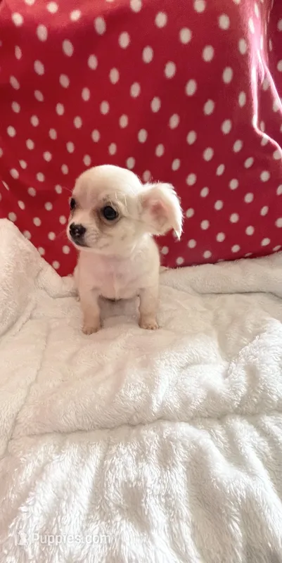 Little Peyton – Chihuahua puppy for sale in Spartanburg, SC
