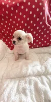 Little Peyton, a male Chihuahua for sale in Spartanburg, SC – 1 of 7