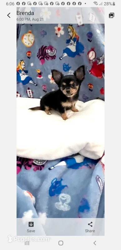 Tiny Snickers – Chihuahua puppy for sale in Spartanburg, SC
