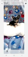 Tiny Snickers, a male Chihuahua for sale in Spartanburg, SC – 1 of 9