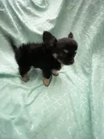 Tiny Sully, a male Chihuahua for sale in Spartanburg, SC – 3 of 5
