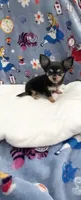 Tiny Snickers, a male Chihuahua for sale in Spartanburg, SC – 7 of 8