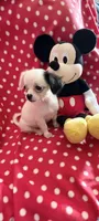 Little Prince, a male Chihuahua for sale in Spartanburg, SC – 3 of 6