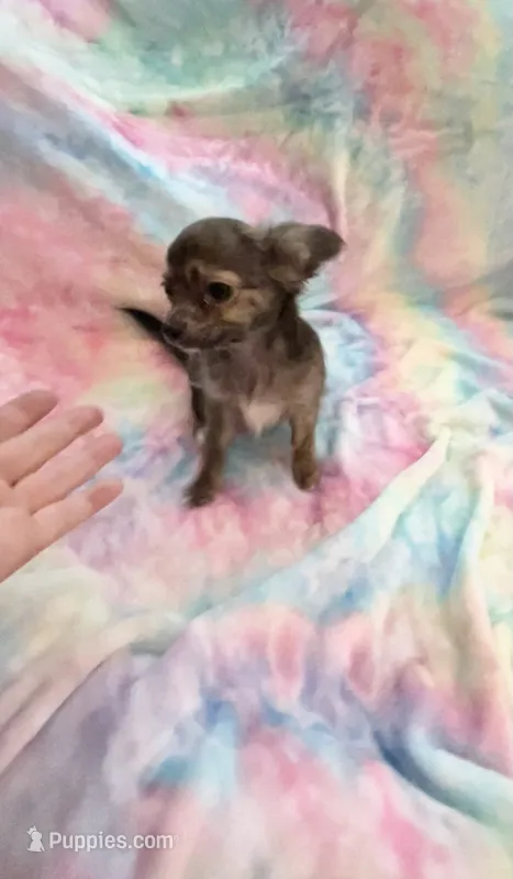 Sir Lancelot – Chihuahua puppy for sale in Spartanburg, SC