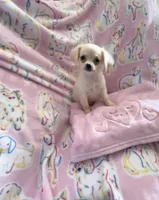 Little Paris, a female Chihuahua for sale in Spartanburg, SC – 1 of 7
