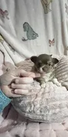 Tiny Chocolate Princess, a female Chihuahua for sale in Spartanburg, SC – Photo 2 of 9