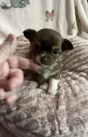 Tiny Chocolate Princess, a female Chihuahua for sale in Spartanburg, SC – Photo 7 of 9