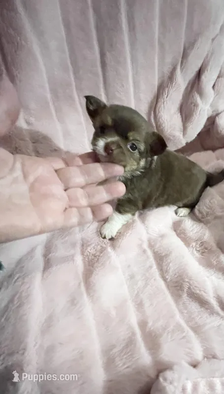 Tiny Chocolate Princess – Chihuahua puppy for sale in Spartanburg, SC