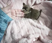 Tiny Chocolate Princess, a female Chihuahua for sale in Spartanburg, SC – Photo 5 of 9