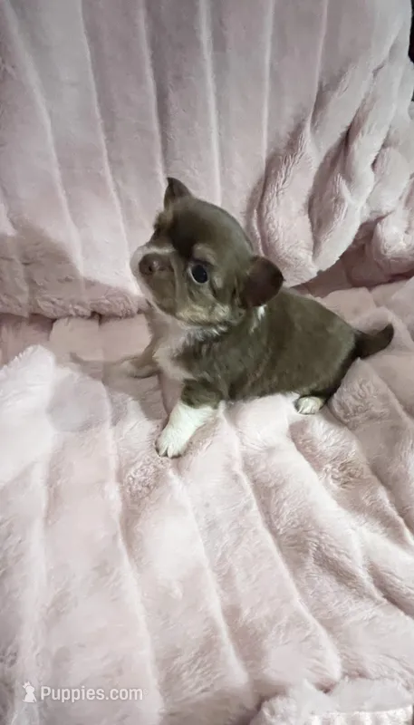 Tiny Chocolate Princess – Chihuahua puppy for sale in Spartanburg, SC