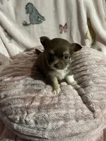 Tiny Chocolate Princess, a female Chihuahua for sale in Spartanburg, SC – Photo 9 of 9