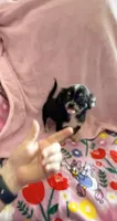 Tiny Paisley, a female Chihuahua for sale in Spartanburg, SC – 3 of 6