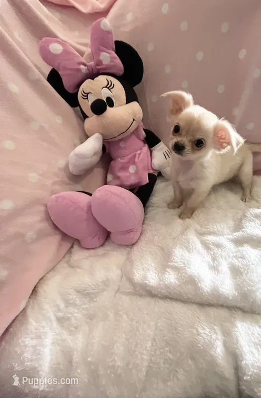 Tiny Princess Pixie – Chihuahua puppy for sale in Spartanburg, SC