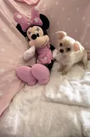 Tiny Princess Pixie, a female Chihuahua for sale in Spartanburg, SC – 1 of 7