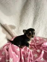 Tiny Trixie, a female Chihuahua for sale in Spartanburg, SC – 3 of 6