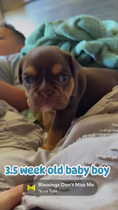 Rocco 2, a male English Bulldog for sale in Pueblo, CO – 3 of 5
