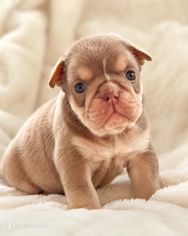 Dotty – English Bulldog puppy for sale in Pueblo, CO