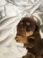 Diesel, a male English Bulldog for sale in Pueblo, CO – 5 of 7