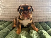 Rocco , a male English Bulldog for sale in Pueblo, CO – 6 of 7