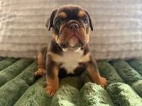 Rocco , a male English Bulldog for sale in Pueblo, CO – 4 of 7