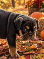 Rocco , a male English Bulldog for sale in Pueblo, CO – 2 of 7