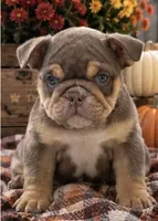 Dotty, a female English Bulldog for sale in Pueblo, CO – 3 of 9