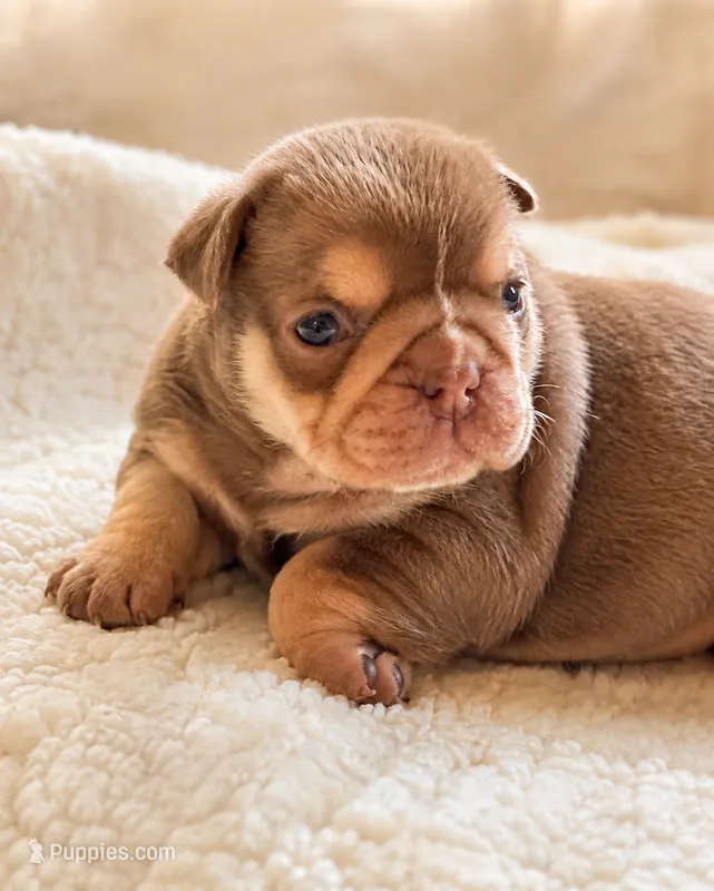 Dotty – English Bulldog puppy for sale in Pueblo, CO