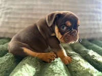Rocco , a male English Bulldog for sale in Pueblo, CO – 5 of 7