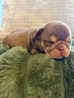 Dotty, a female English Bulldog for sale in Pueblo, CO – 9 of 9