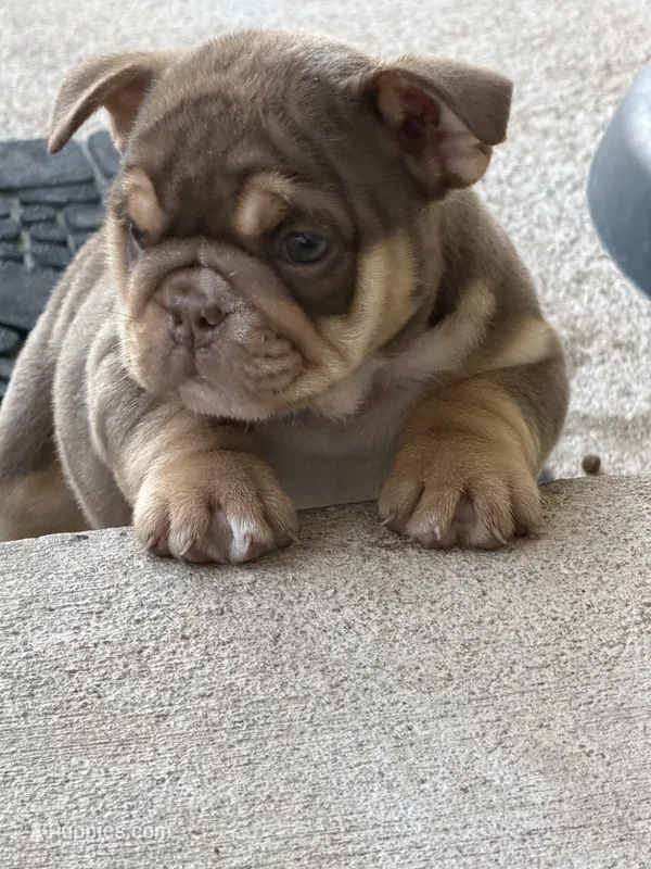 Dotty – English Bulldog puppy for sale in Pueblo, CO