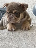 Dotty, a female English Bulldog for sale in Pueblo, CO – 2 of 9