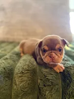 Dotty, a female English Bulldog for sale in Pueblo, CO – 7 of 9