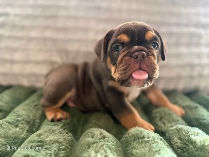 Rocco 2 – English Bulldog puppy for sale in Pueblo, CO