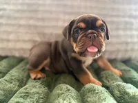 Rocco , a male English Bulldog for sale in Pueblo, CO – 3 of 7