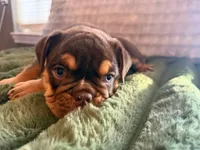 Rocco , a male English Bulldog for sale in Pueblo, CO – 7 of 7