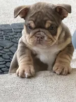 Dotty, a female English Bulldog for sale in Pueblo, CO – 4 of 9