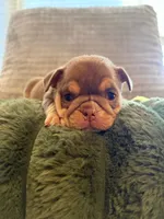 Dotty, a female English Bulldog for sale in Pueblo, CO – 6 of 9