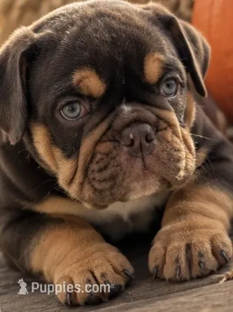 Rocco  – English Bulldog puppy for sale in Pueblo, CO