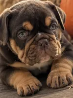 Rocco , a male English Bulldog for sale in Pueblo, CO – 1 of 7