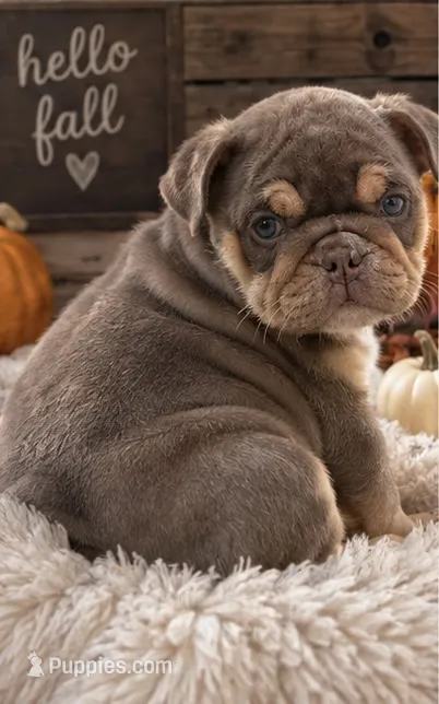 Dotty – English Bulldog puppy for sale in Pueblo, CO